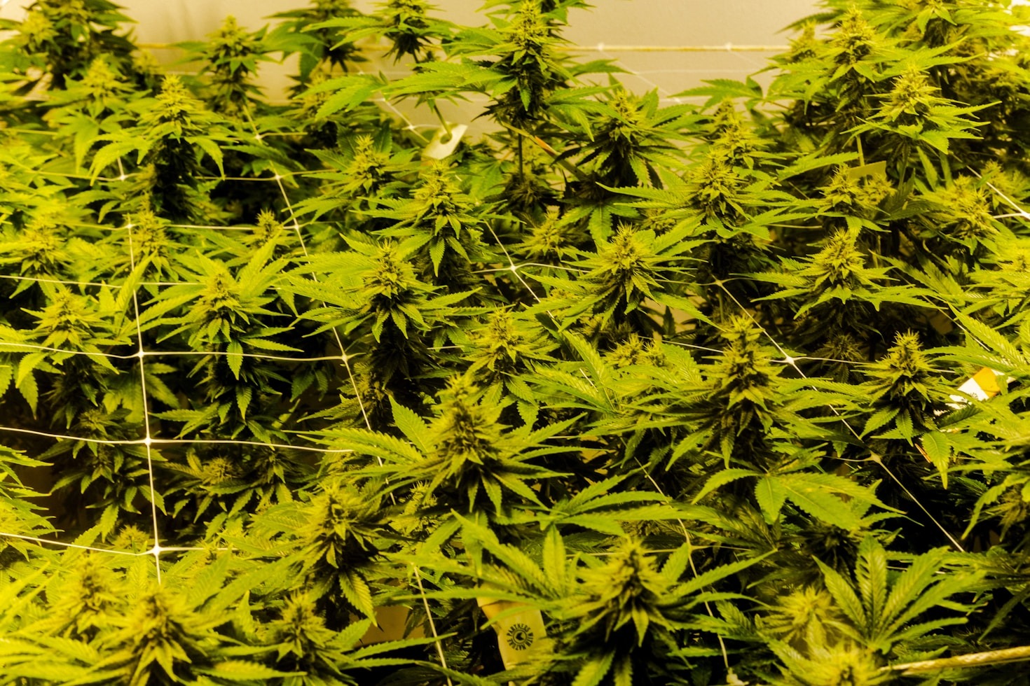 Hanf – Eine Kulturpflanze mit Geschichte und Zukunft